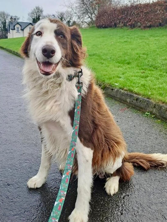 How to plan a day out with your dog.