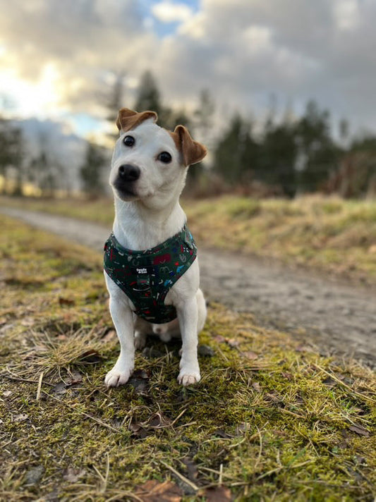 Benefits of harnesses for your dog