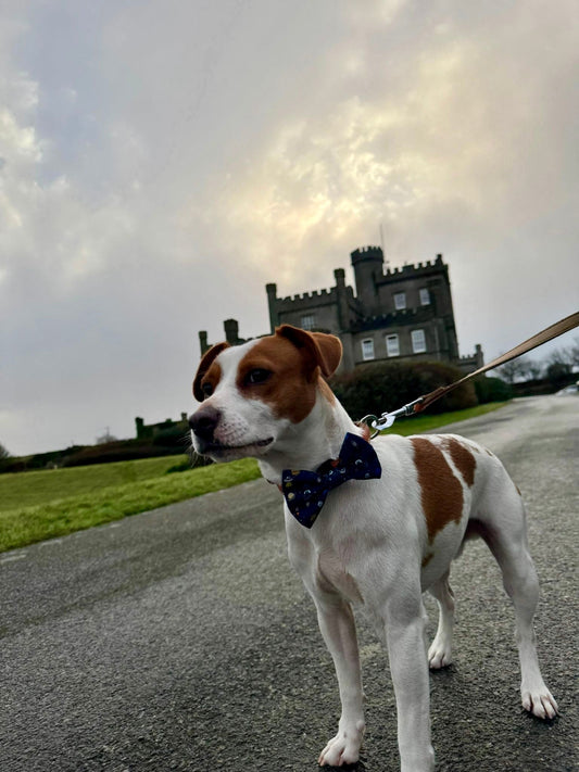 Dog friendly cafes in East Sussex