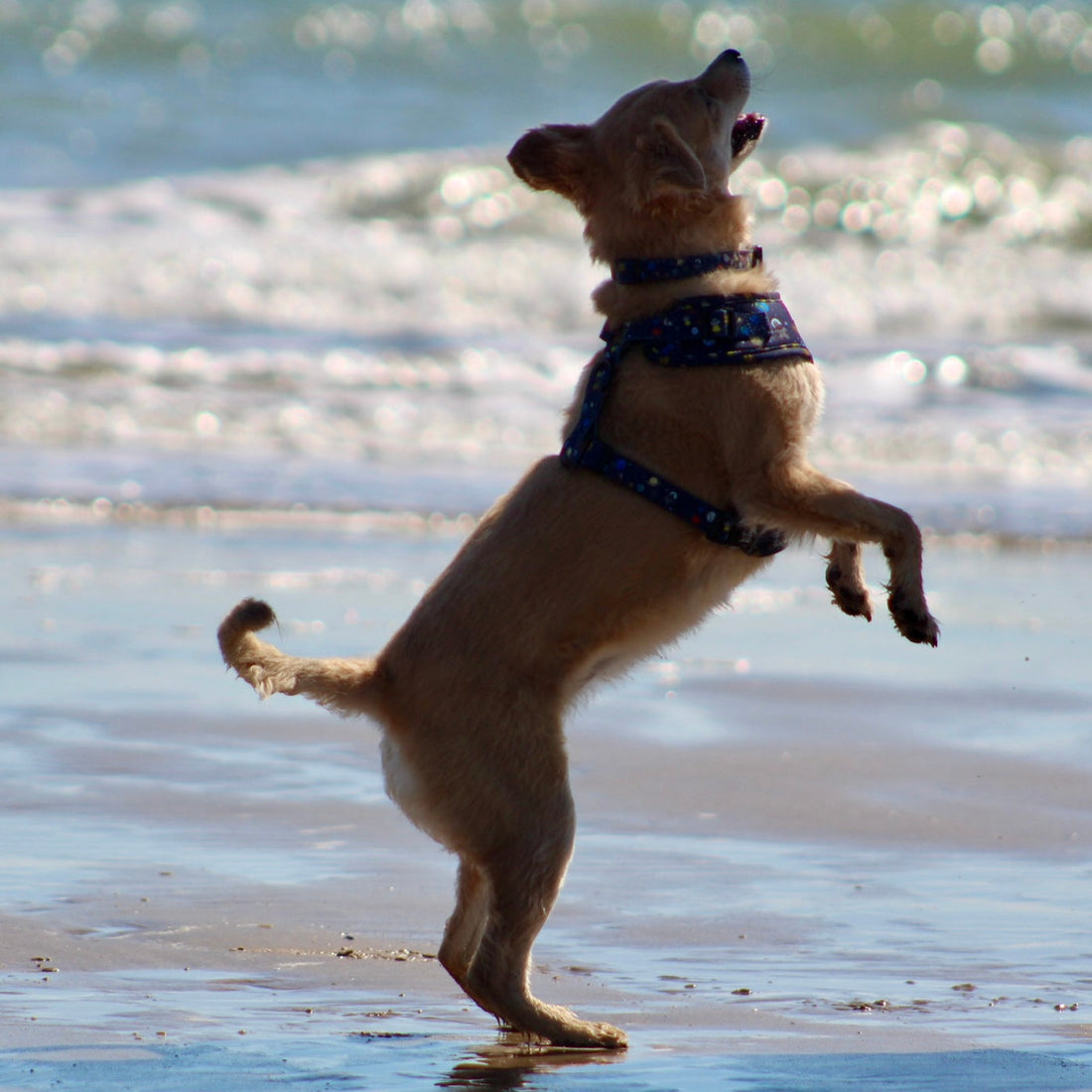 How to take instagram worthy photos of your pets (instantly improve your posts)