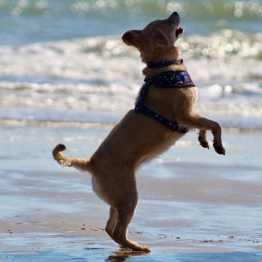 How to take instagram worthy photos of your pets (instantly improve your posts)