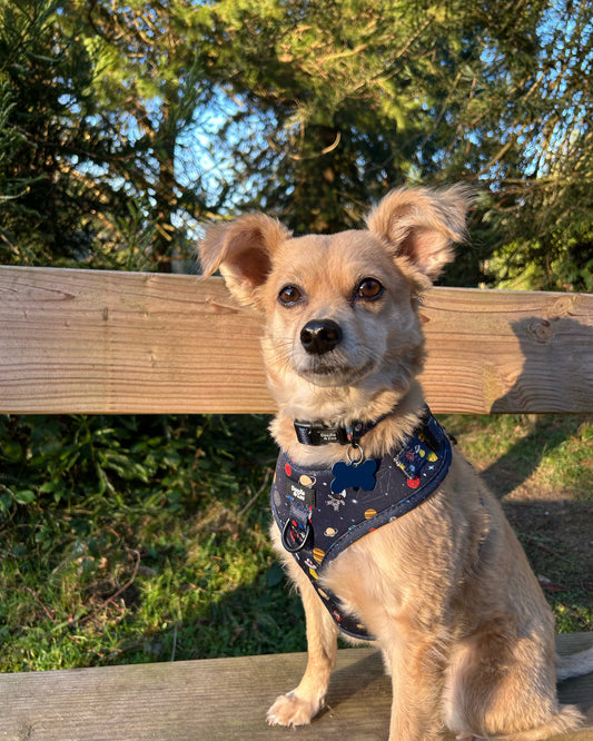 Places to walk your dog in East Sussex