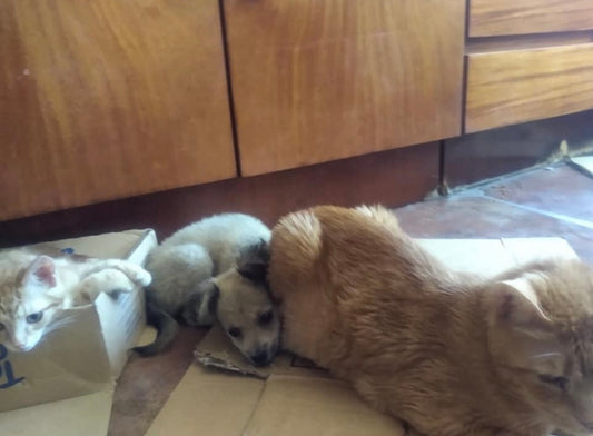 Dotty in Romania