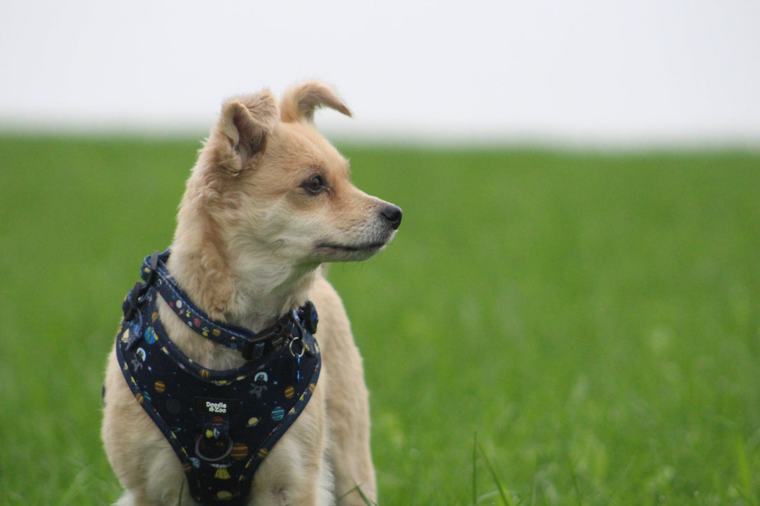 My rescue dog dotty wearing Doodle Zoo harness and collar