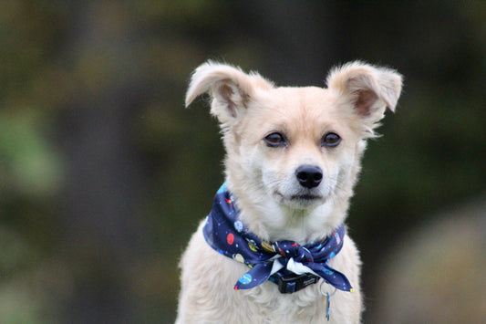 What accessory's will suit your dog?