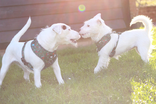 How to pick the right harness for your dog