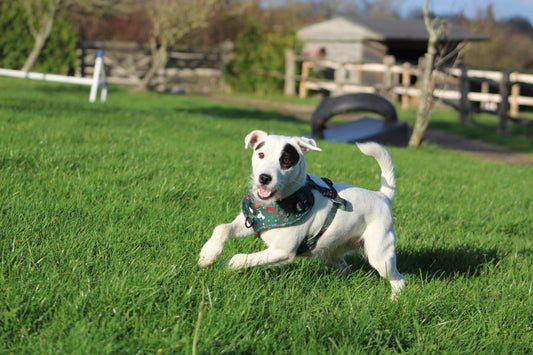 How to measure your dog for a harness