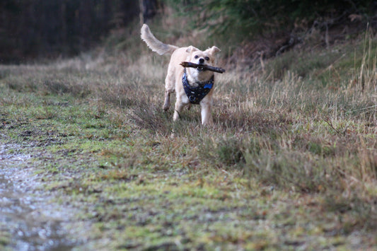 Places to walk your dog in Kent
