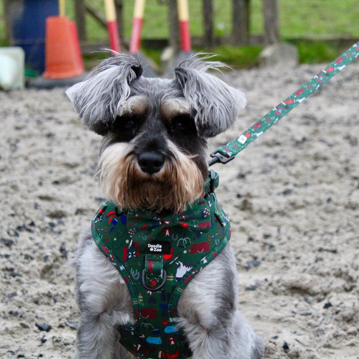 Dog lead - Derby Daze