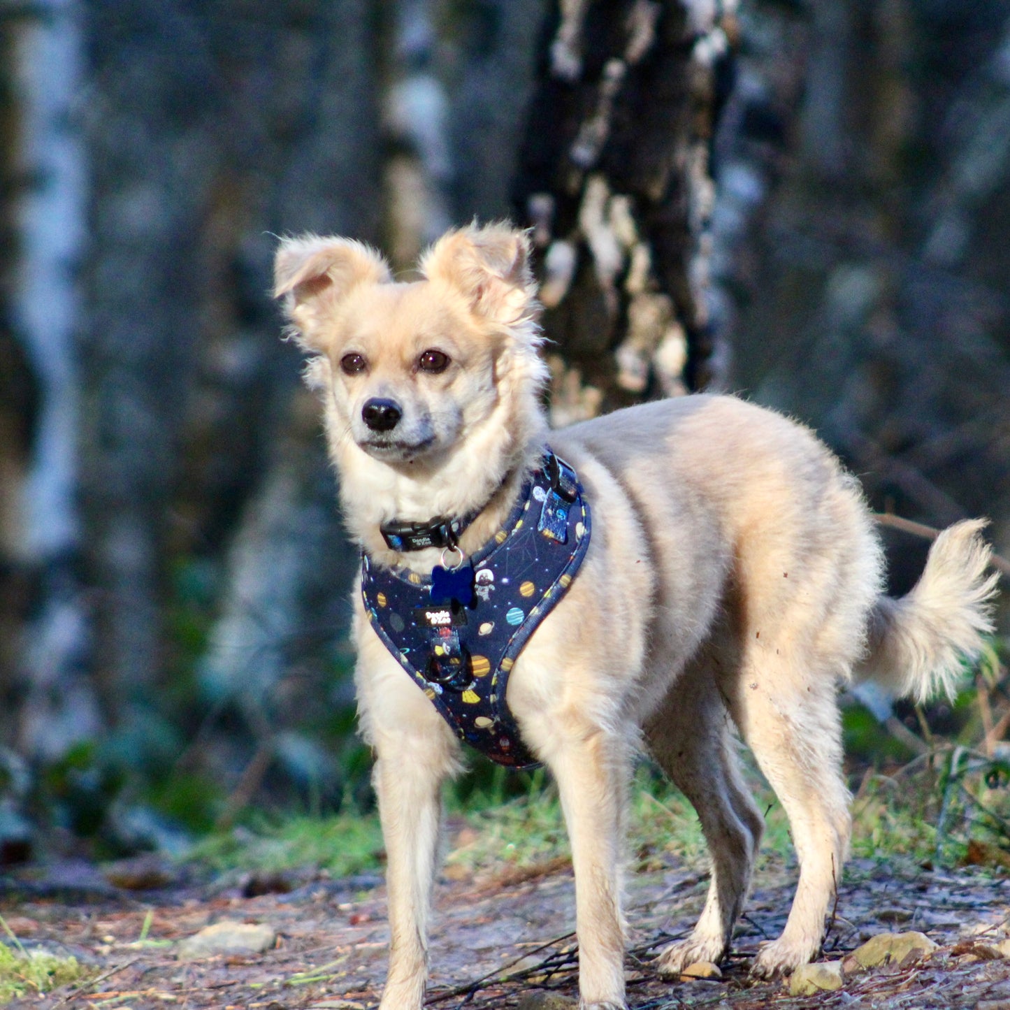 Adjustable Dog Harness - Out Of This World!