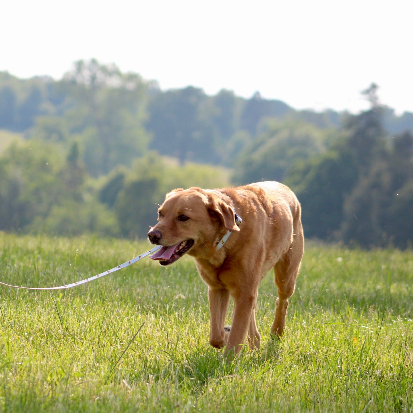 Dog Lead - Get Moovin’