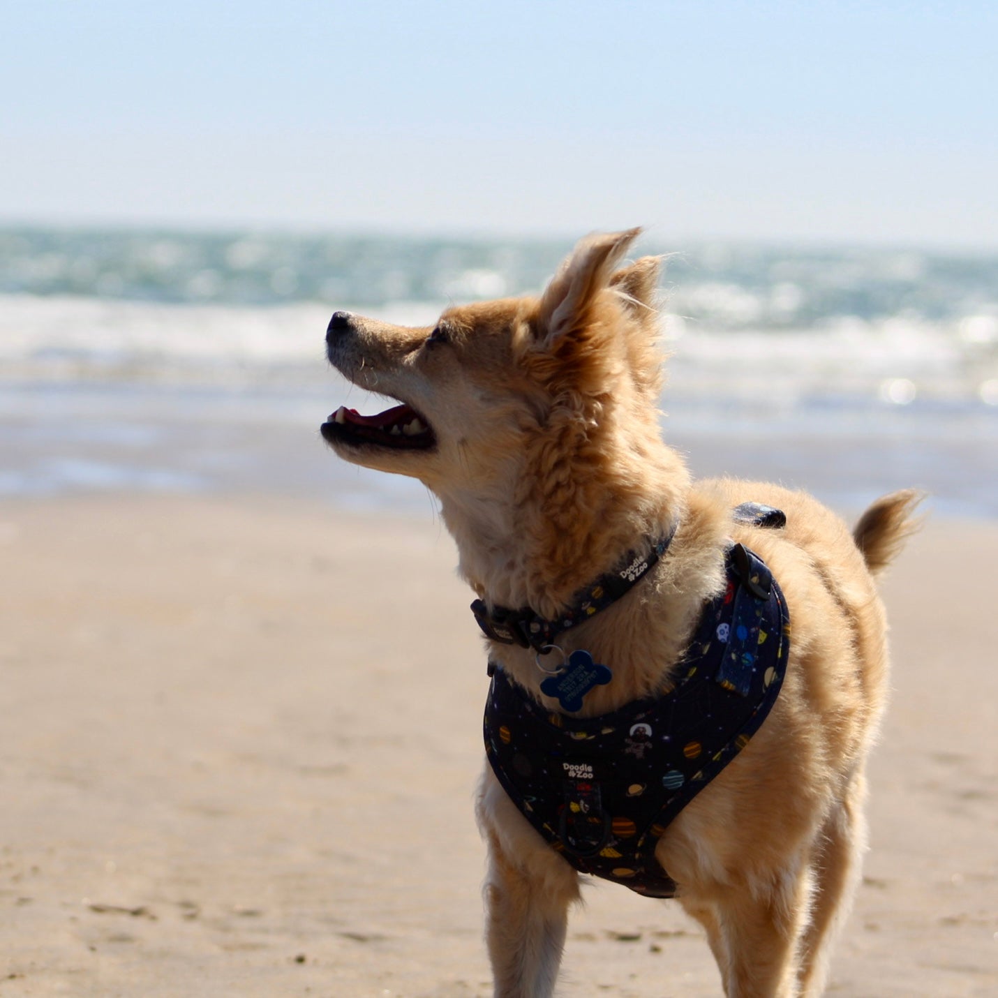 Adjustable Dog Harness - Out Of This World!