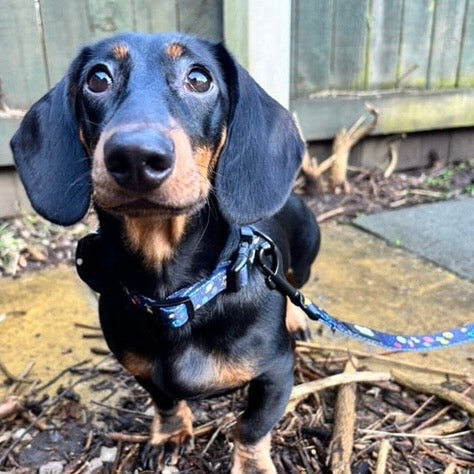 Dog Collar - Out Of This World!