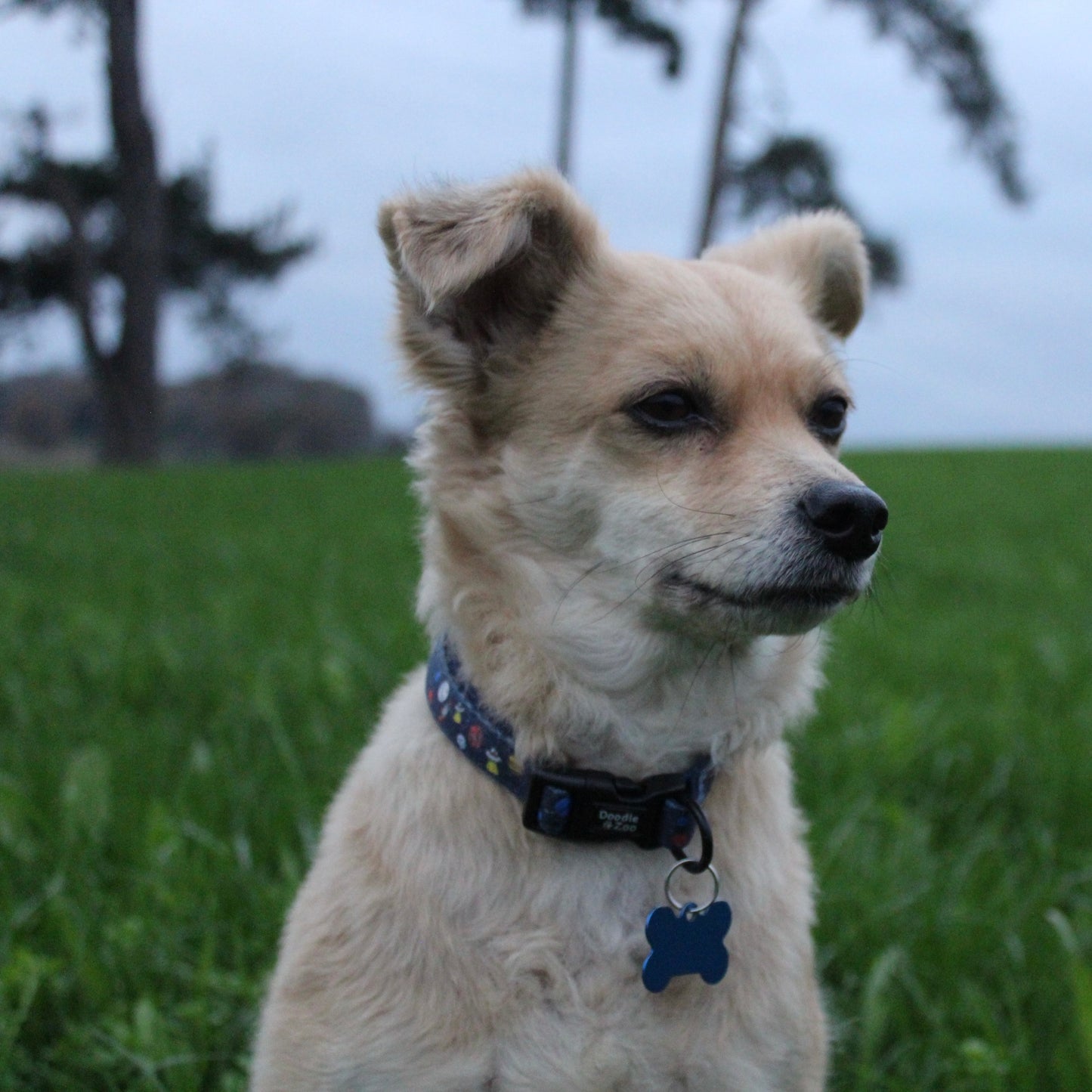 Dog Collar - Out Of This World!
