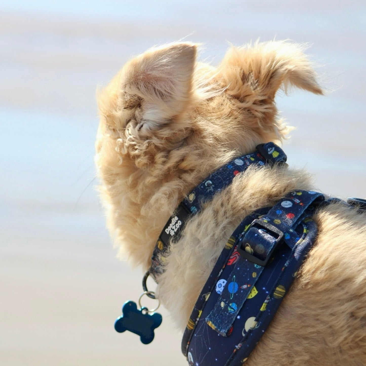 Dog Collar - Out Of This World!