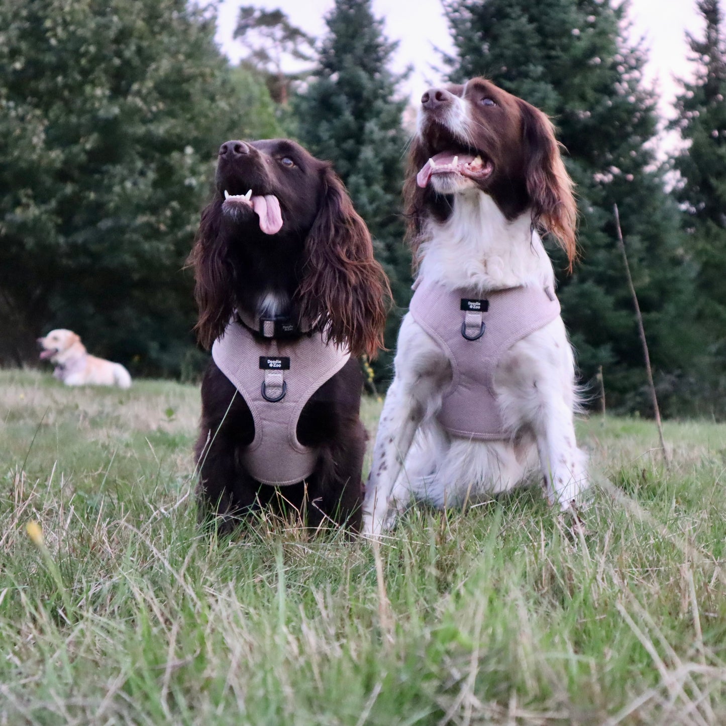 Dog Harness - Rural Collection - Walnut