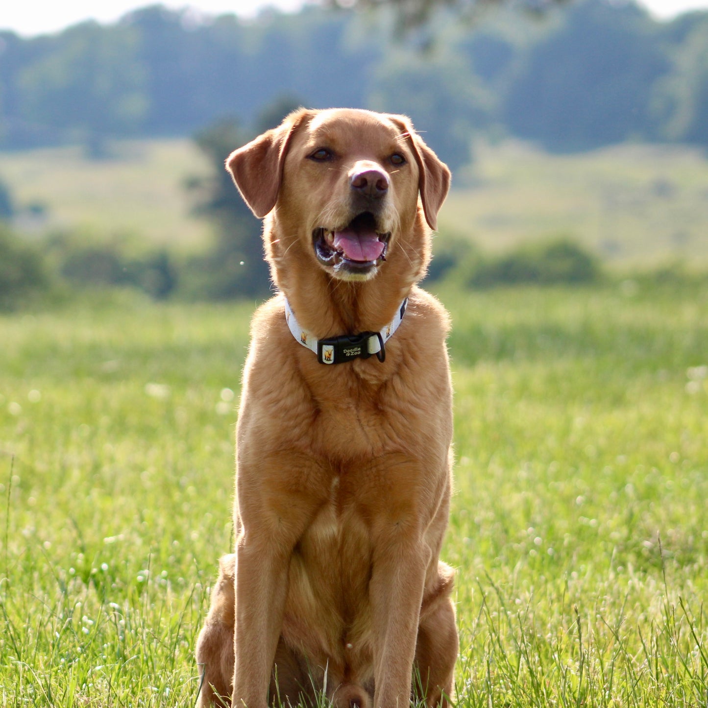Dog Collar - Get Moovin’