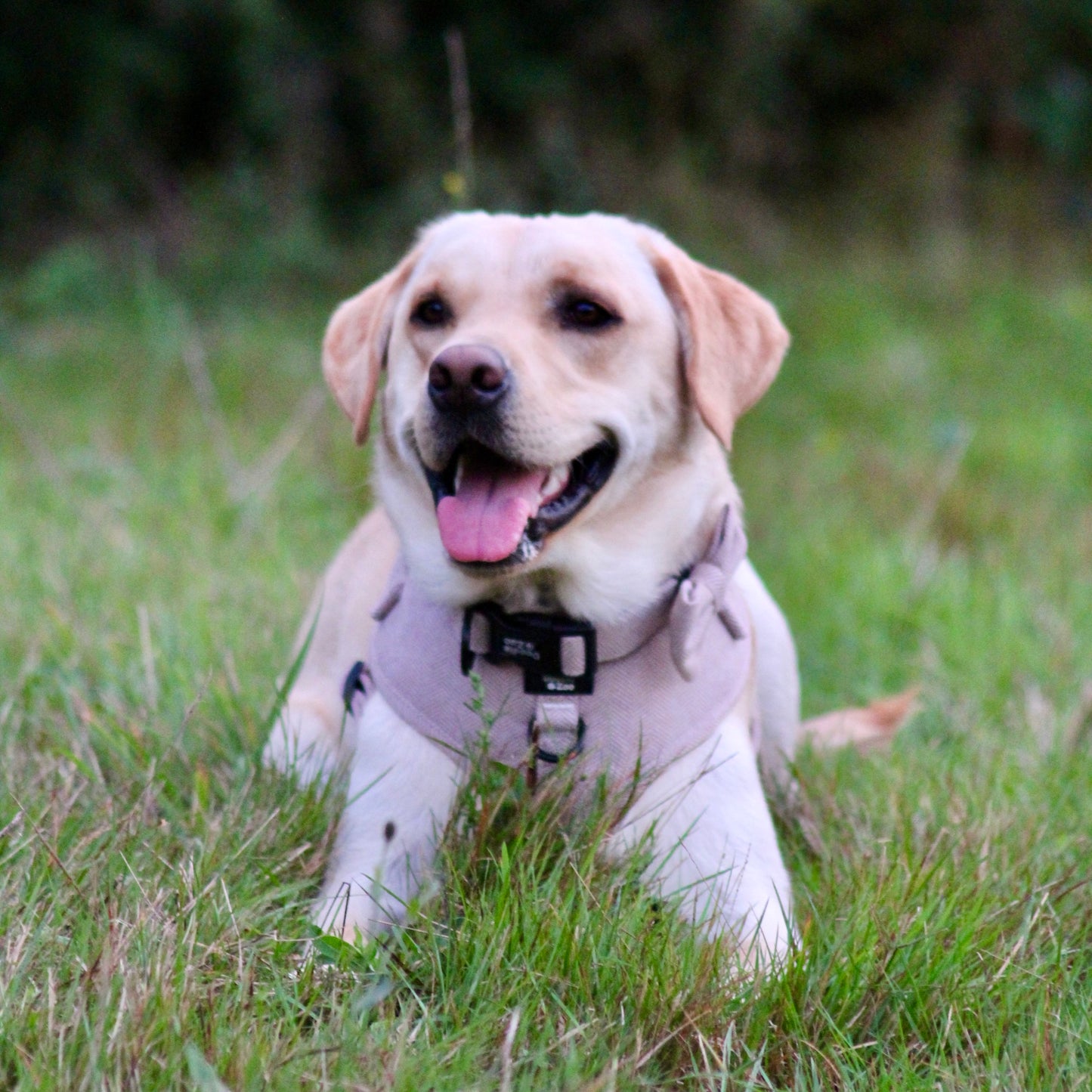Dog Harness - Rural Collection - Walnut