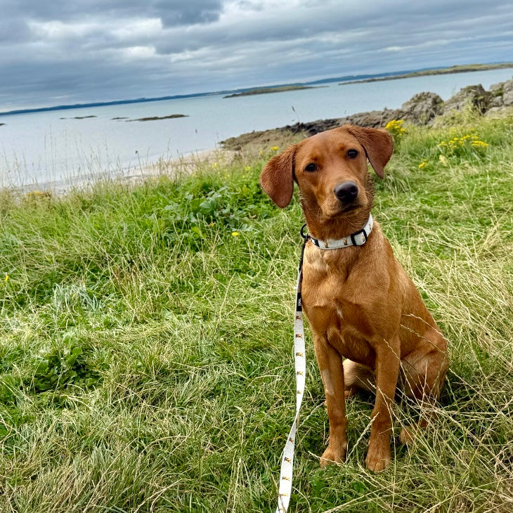 Dog Collar - Get Moovin’