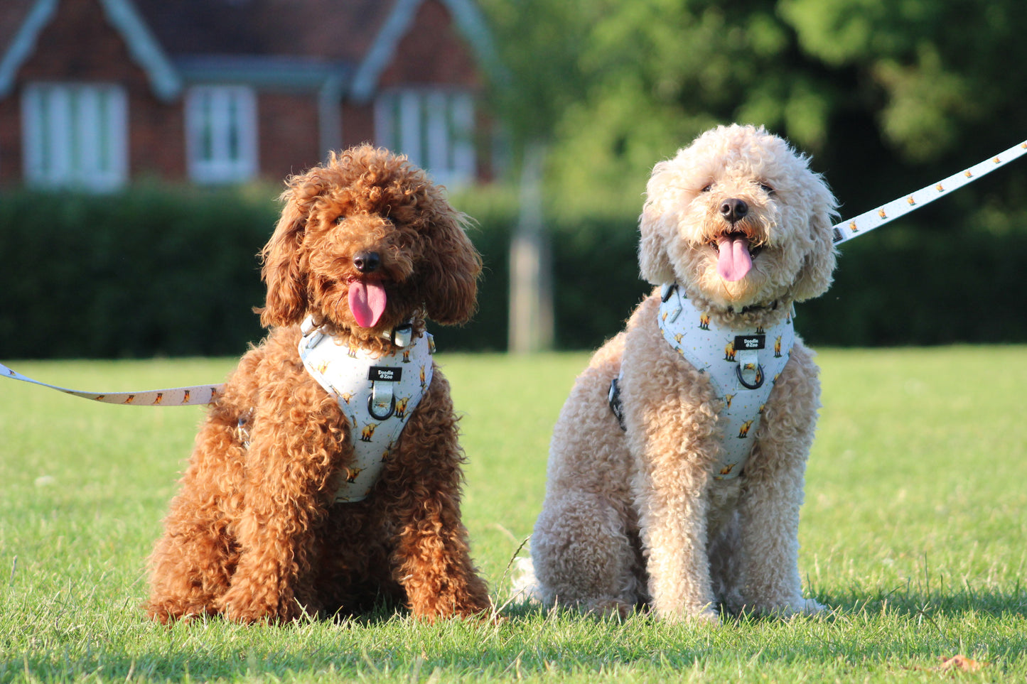 Adjustable Dog Harness - Get Movin’