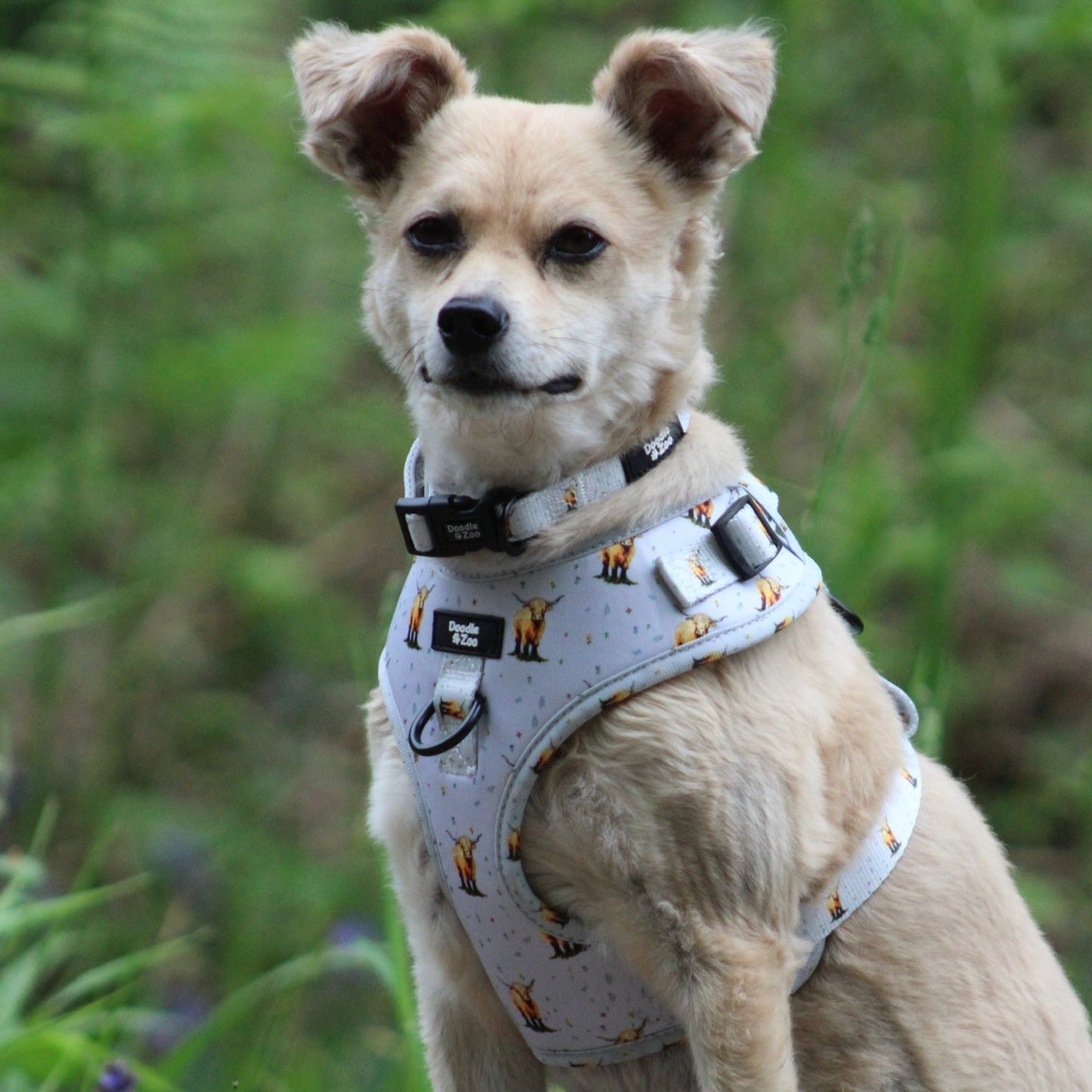 Adjustable Dog Harness - Get Movin’