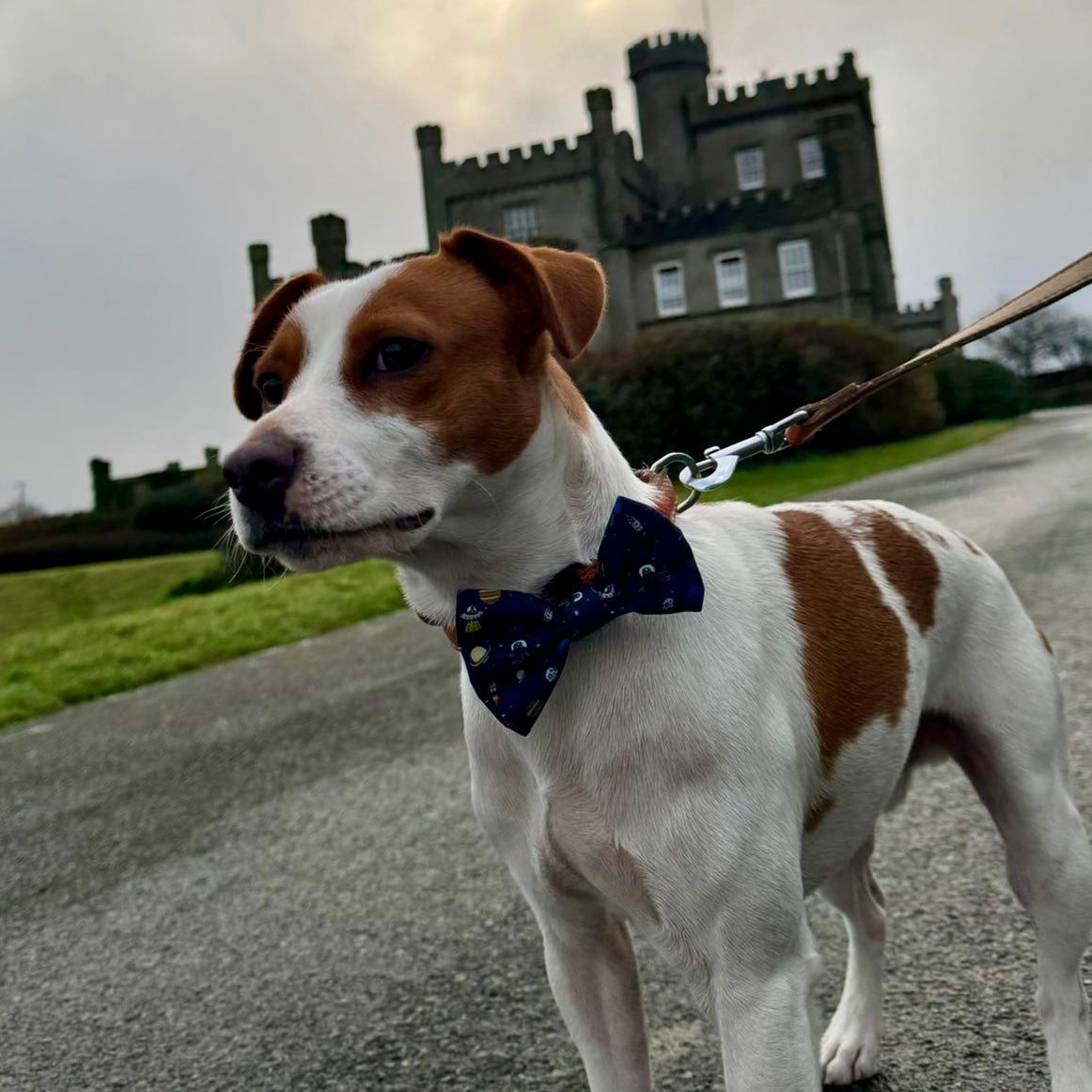 Dog Bow Tie - Out Of This World!