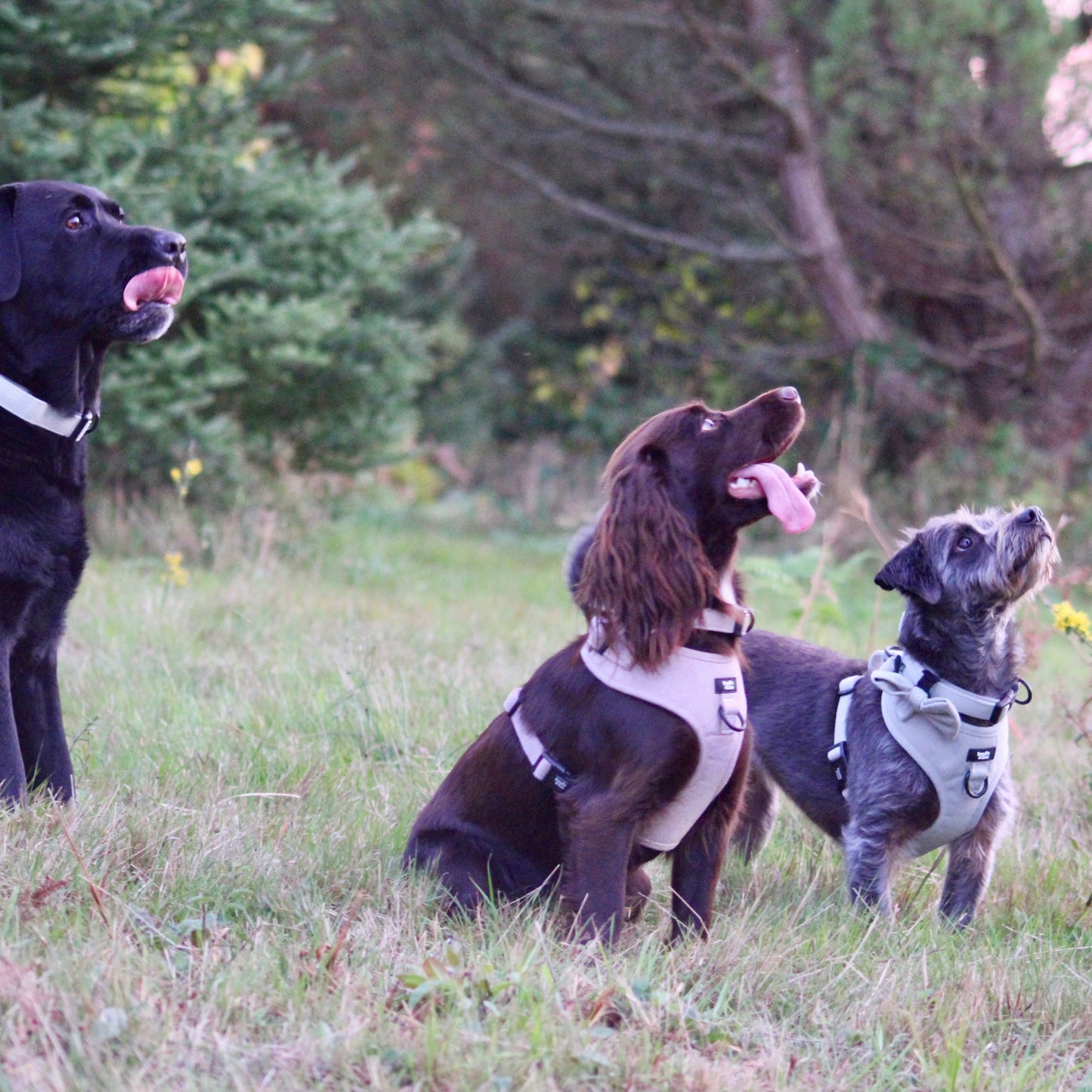 Dog Harness - Rural Collection - Sage