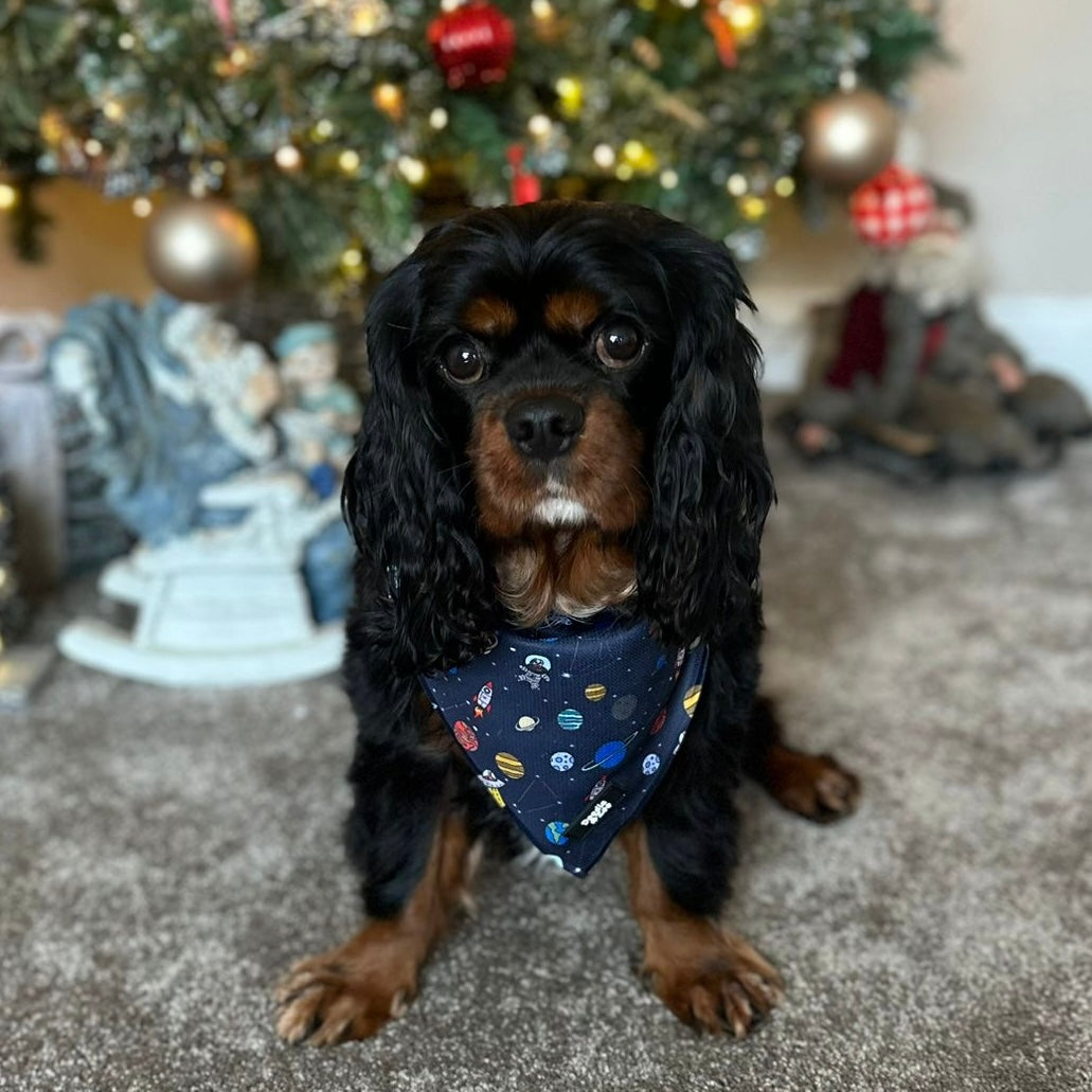 Dog Bandana - Out Of This World!