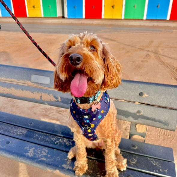 Adjustable Dog Harness - Out Of This World!