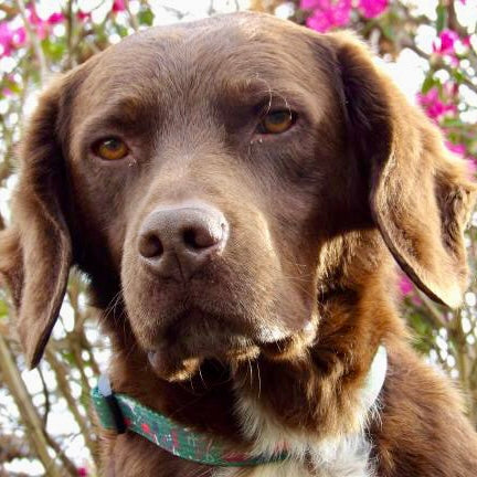 Dog collar - Derby Daze