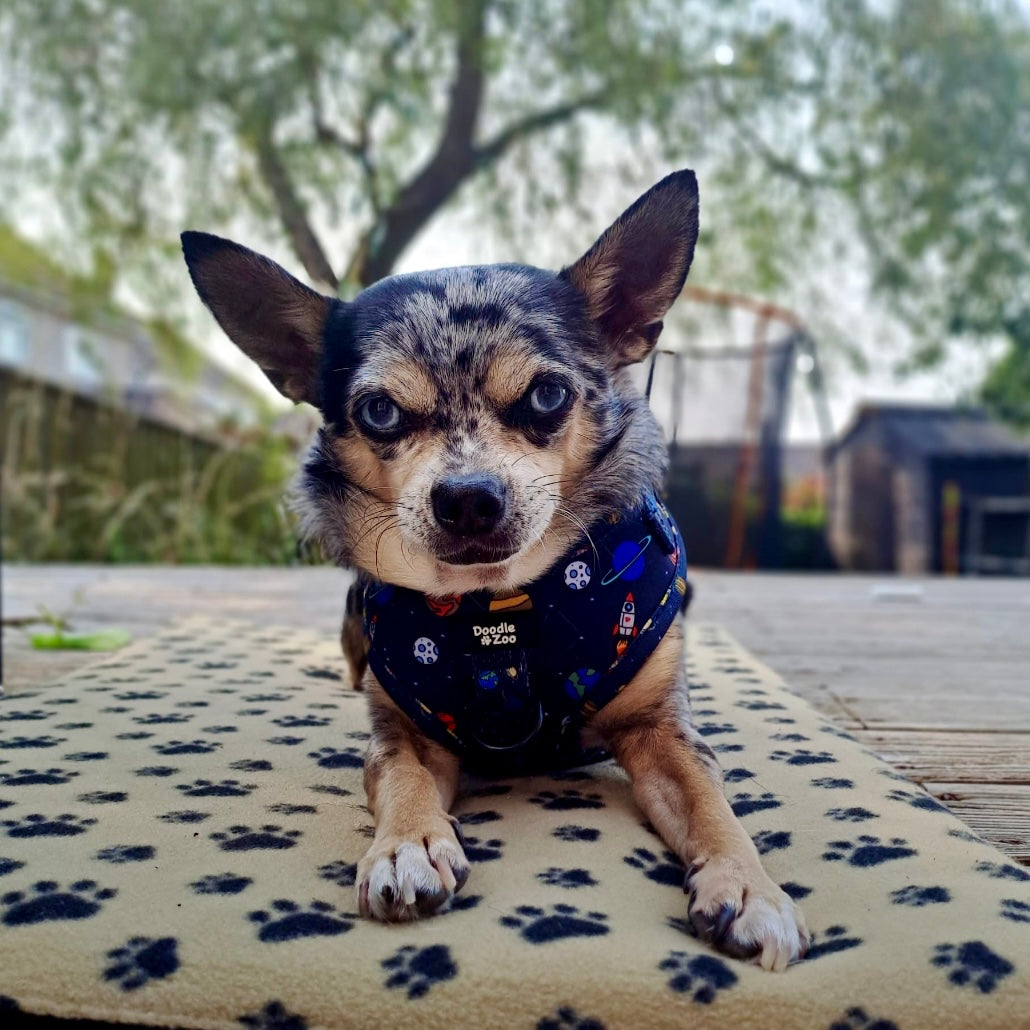 Adjustable Dog Harness - Out Of This World!