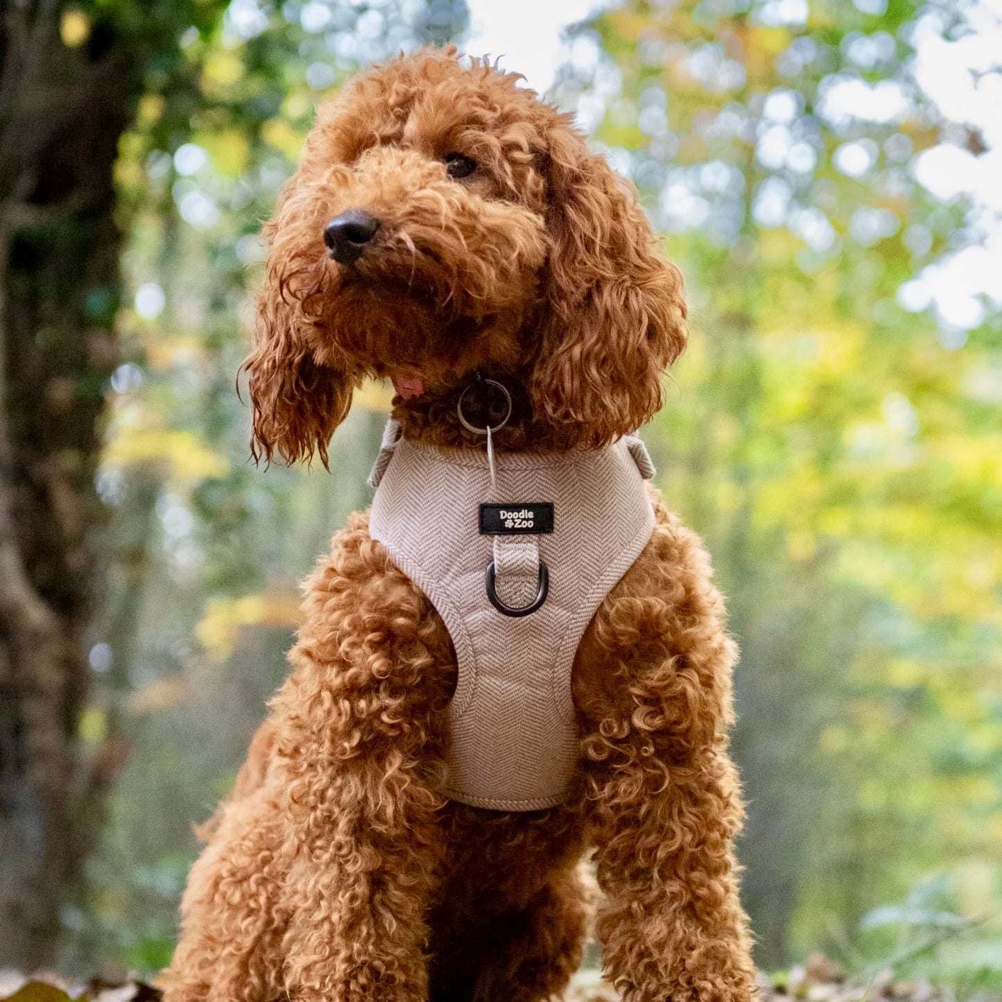 Dog Harness - Rural Collection - Walnut