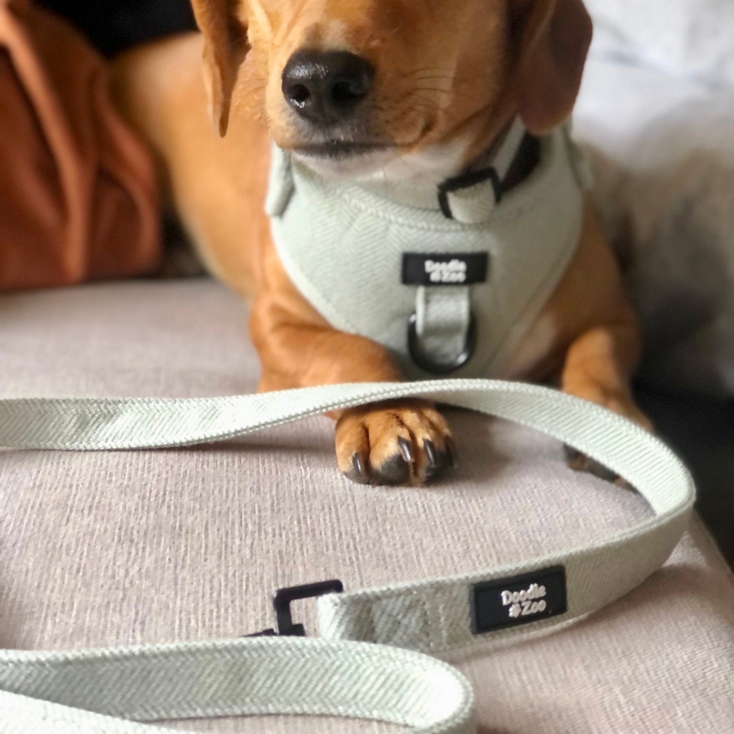 Dog lead - Rural collection - Sage