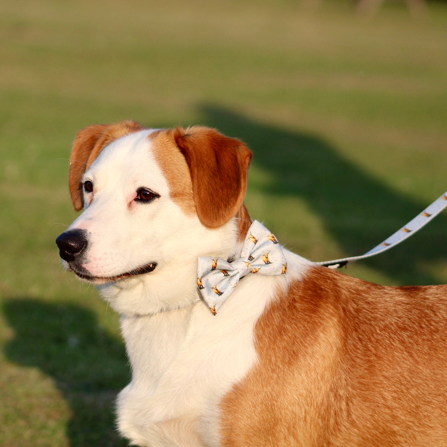 Dog Bow Tie - Get Moovin’
