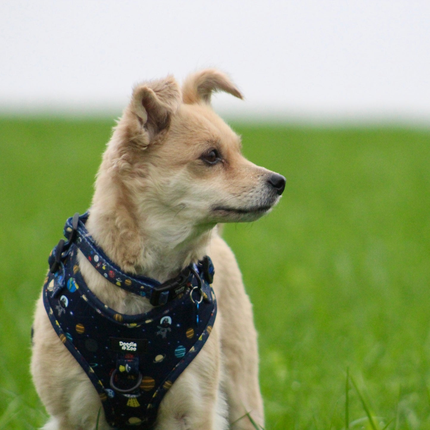 Adjustable Dog Harness - Out Of This World!