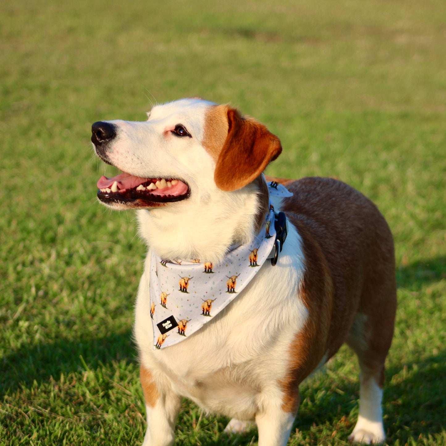 Dog Bandana - Get Moovin’