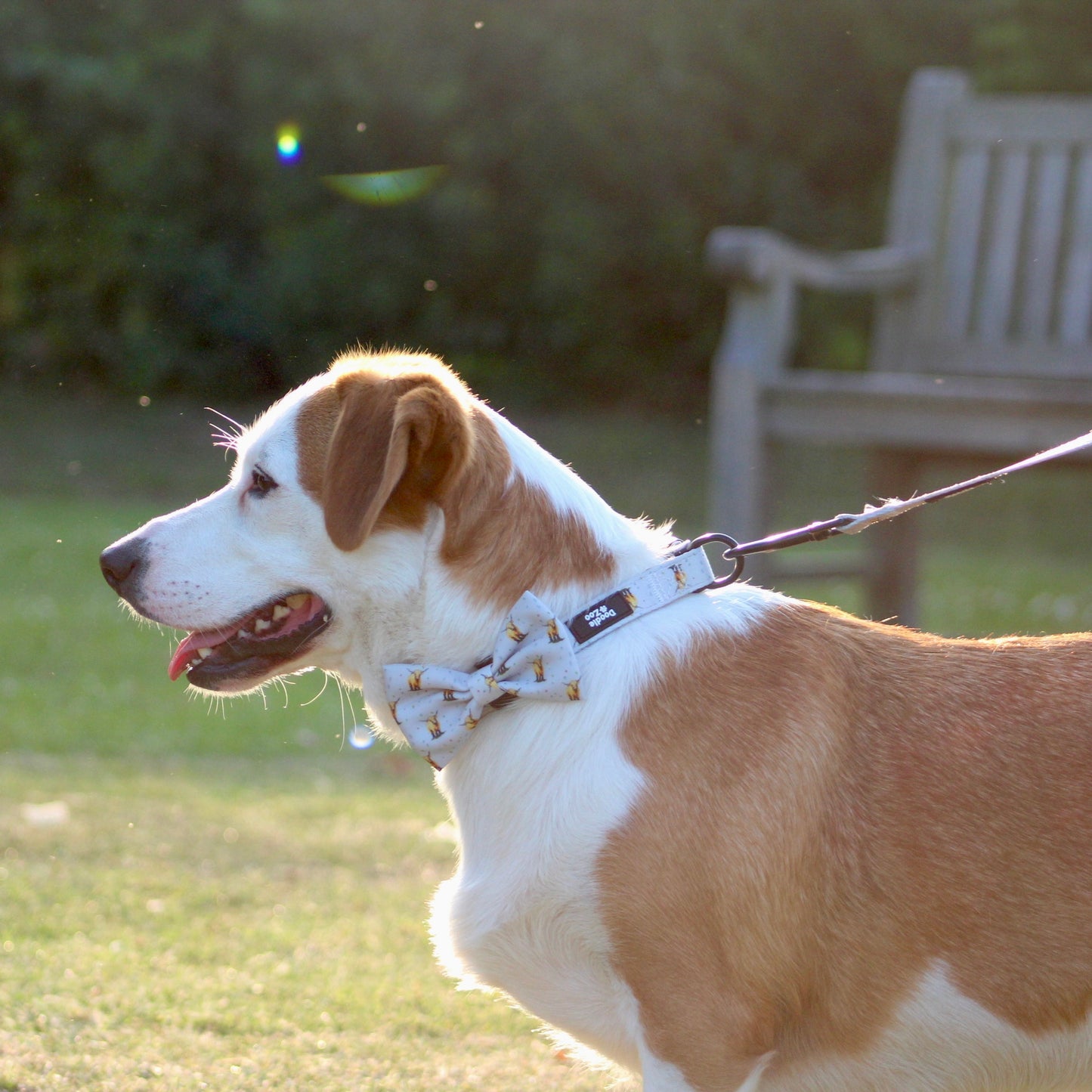 Dog Collar - Get Moovin’