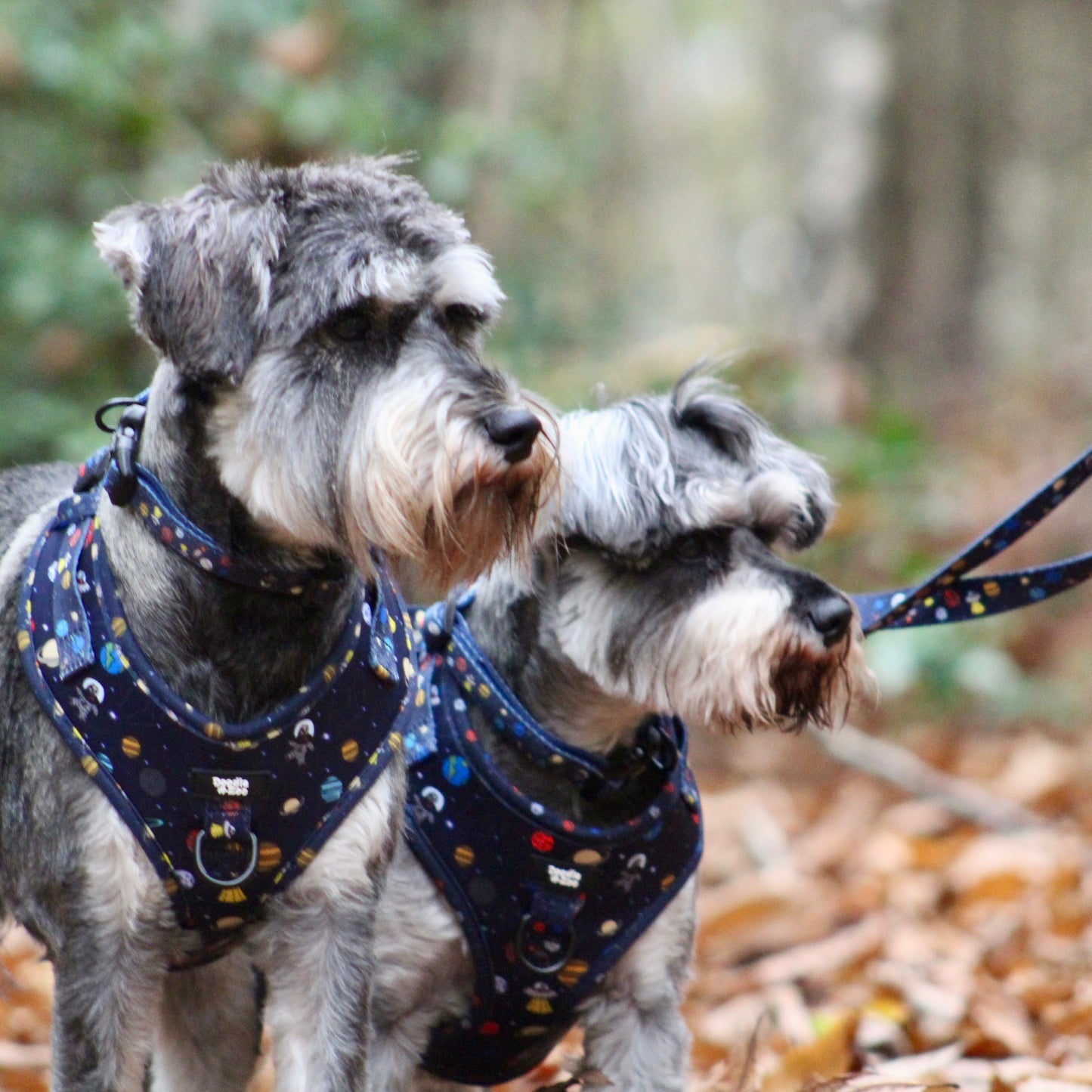 Adjustable Dog Harness - Out Of This World!