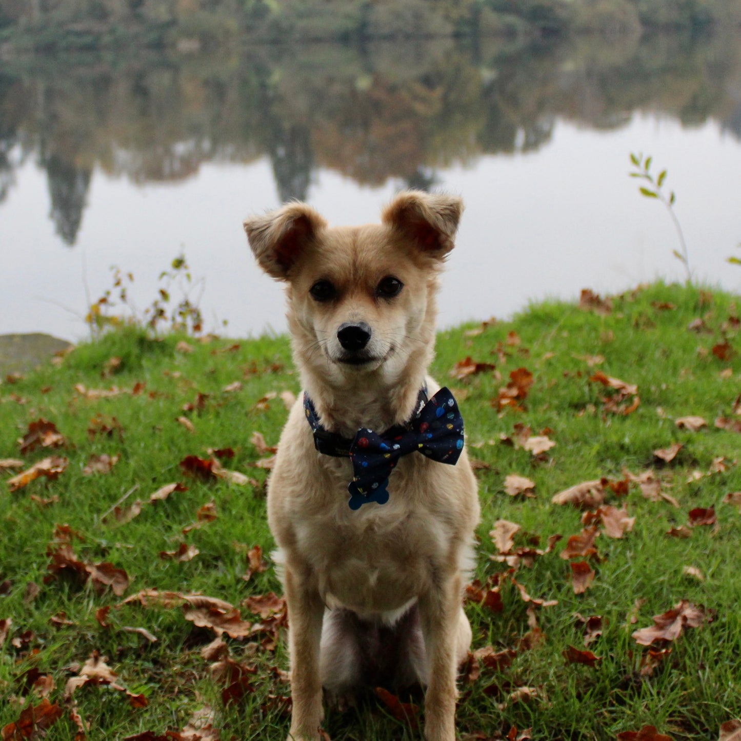 Dog Bow Tie - Out Of This World!