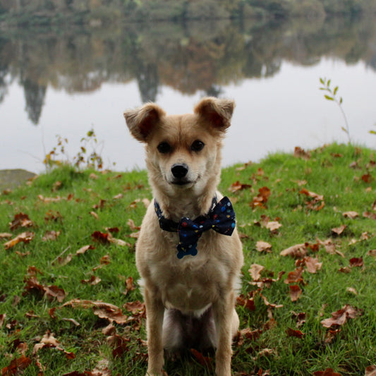 Dog Bow Tie - Out Of This World!