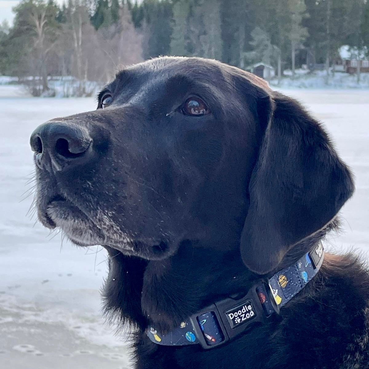 Dog Collar - Out Of This World!