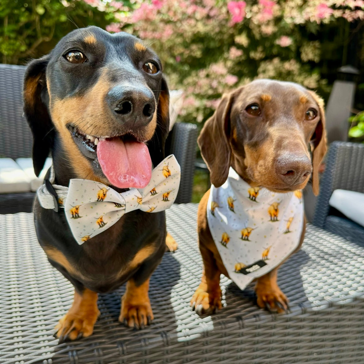 Dog Bow Tie - Get Moovin’