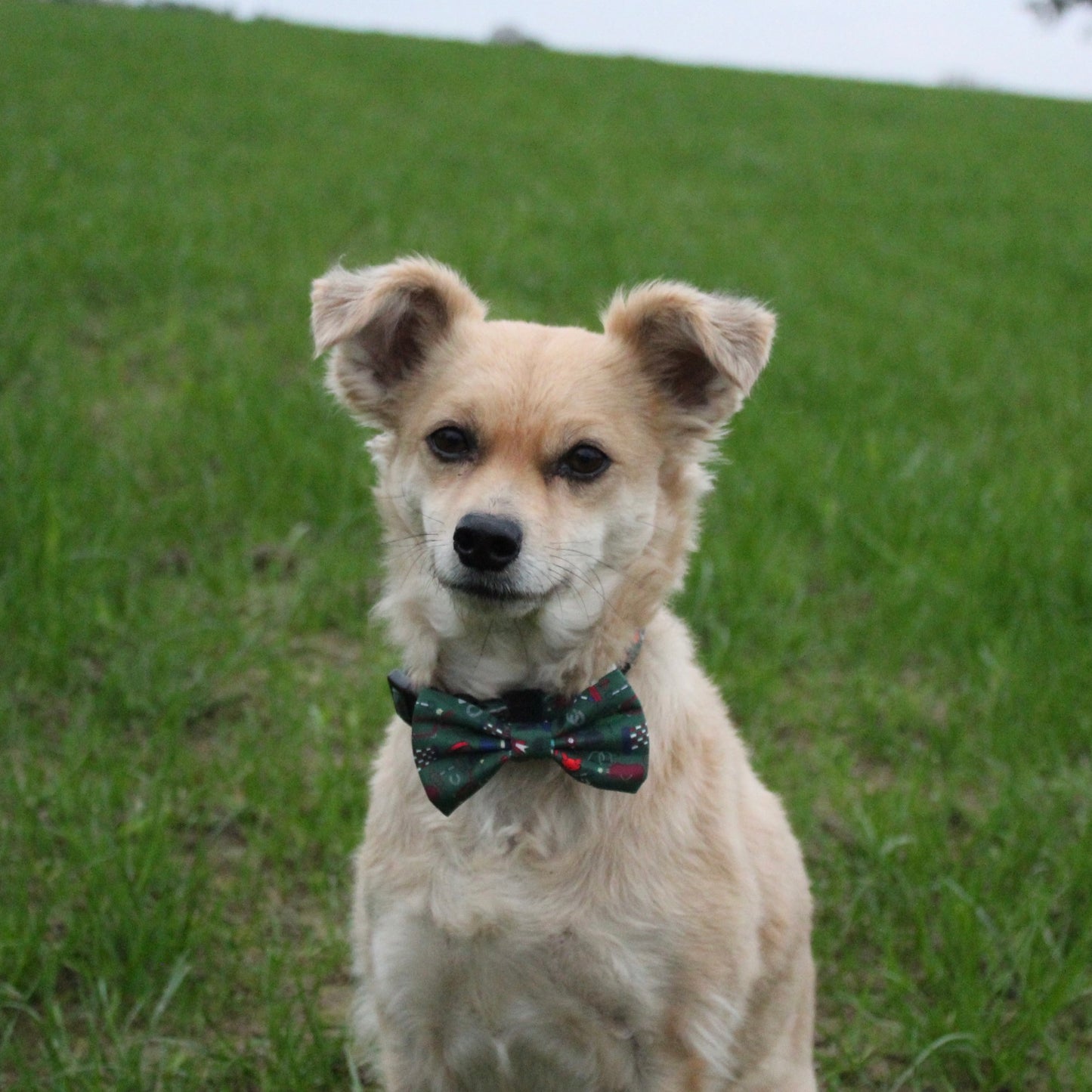 Dog Bow Tie - Derby Daze