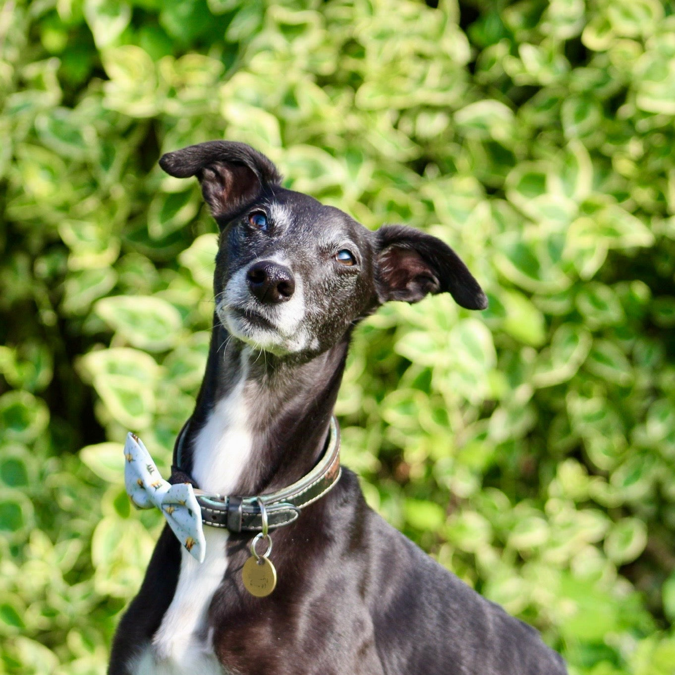 Dog Bow Tie - Get Moovin’