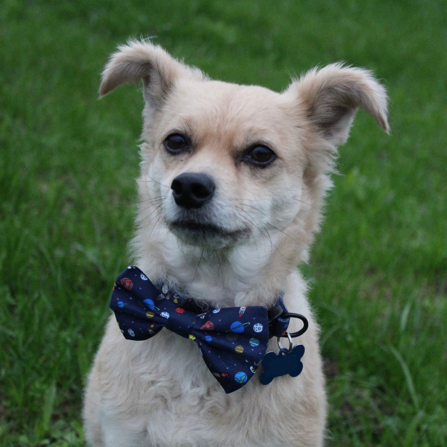 Dog Bow Tie - Out Of This World!
