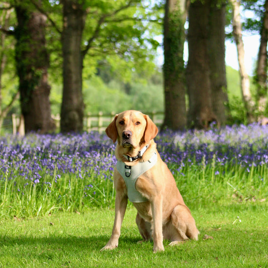 Dog Harness - Rural Collection - Sage