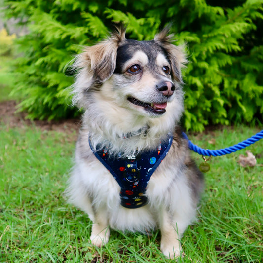 Adjustable Dog Harness - Out Of This World!