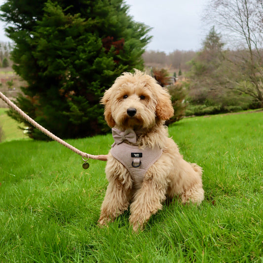 Multiway Dog Lead - Peach