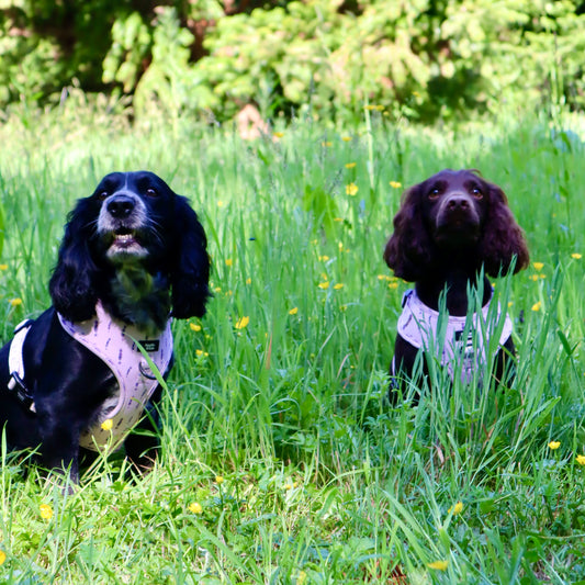 Adjustable Dog Harness - Lavender Haze