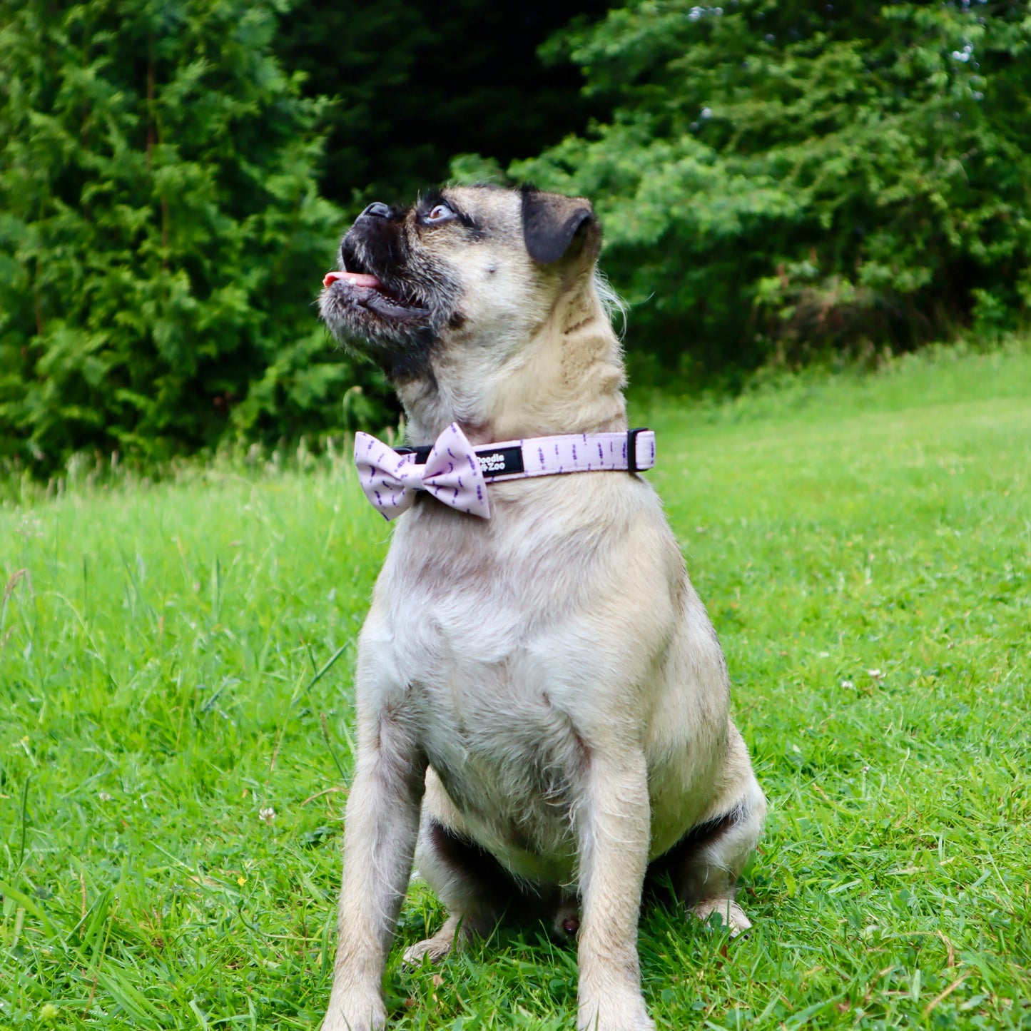 Dog Collar - Lavender Haze
